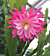 Orchid Cactus ‘Whirly Bird’ (Epiphyllum hybrid)