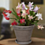 Holiday Cheer Christmas Cactus Collection (Schlumbergera hybrids)