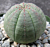 Baseball Plant (Euphorbia obesa)