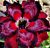 Desert Rose ‘Immortality 2’ (Adenium hybrid)