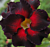 Desert Rose ‘Black Border’ (Adenium hybrid)