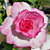 Desert Rose ‘Good Luck’ (Adenium hybrid)