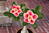 Desert Rose ‘Yellow Gift’ (Adenium hybrid)