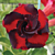 Desert Rose ‘Black Swirl’ (Adenium hybrid)