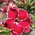 Desert Rose ‘Million Star’ (Adenium hybrid)