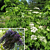 American Elderberry Plant ‘Ranch’ (Sambucus canadensis hybrid)
