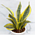 Sansevieria ‘Hi-Color’ (Sansevieria trifasciata hybrid)