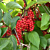 Eastern Prince™ Schisandra Berry Vine (Schisandra chinensis)