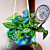 Satin Pothos ‘Argyraeus’ (Scindapsus pictus hybrid)