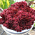 Hardy Hens & Chicks ‘Coral Red’ PP (Sempervivum arachnoideum hybrid)