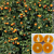 Citrus Shasta Gold™ Mandarin PP (Citrus reticulata hybrid)