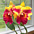Rth Orchid Siam Fancy ‘Wings of Fire’ (Cattleya x Guarianthe x Rhyncholaelia)