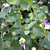 Spineless Caper Bush (Capparis spinosa var. inermis)