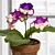 Cape Primrose ‘Joy’ (Streptocarpus hybrid)