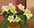 Cape Primrose ‘Zlotko’ (Streptocarpus hybrid)