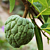 Sugar Apple Tree ‘Thai Lessard’ (Annona squamosa)