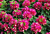 Bougainvillea Sunvillea™ ‘Rose’ PP (Bougainvillea hybrid)