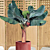 Banana Plant ‘Super Dwarf Cavendish’ (Musa acuminata)