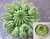 Suzanna’s Euphorbia (Euphorbia suzannae)