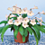 Cape Primrose ‘Alyssa’ (Streptocarpus hybrid)