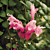 Pink Lipstick Plant (Aeschynanthus ‘Thai Pink’)
