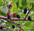 Mulberry Bush ‘Trader’ (Morus nigra)