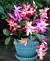 Trio of Christmas Cactus (Schlumbergera hybrids)