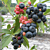 Blueberry Plant ‘Nocturne’ PP (Vaccinium hybrid)
