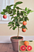 Blood Orange Tree ‘Vaniglia Sanguigno’ (Citrus sinensis)