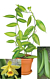 Variegated Vanilla (Vanilla planifolia variegata)