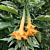Variegated Angel’s Trumpet ‘Apricot Candy’ (Brugmansia hybrid)