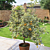 Variegated Calamondin Orange Tree (Citrus x citrofortunella mitis ‘Variegata’)    