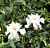 Variegated Dwarf Gardenia (Gardenia radicans ‘Variegata’)