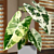 Alocasia ‘Variegated Frydek’