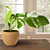 White Variegated Monstera (Monstera ‘Borsigiana albo variegata’)