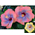 Hibiscus 'Voodoo Queen' (Hibiscus rosa-sinensis hybrid)