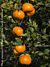 Citrus ‘W. Murcott Afourer’ Mandarin (Citrus reticulata hybrid)