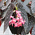 Begonia ‘Whimsy’ (Begonia fibrous hybrid)