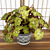 Begonia ‘Moondust’ (Begonia rhizomatous hybrid)