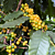 Yellow Cherry Coffee Plant (Coffea arabica nana)