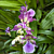 Zns. Murasakikomachi Orchid ‘Blue Hawaii’