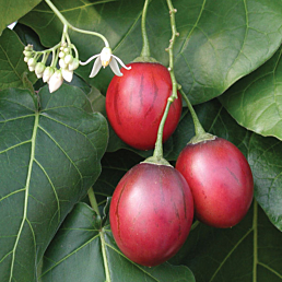 Tree Tomato Plant (Cyphomandra crassicaulis)