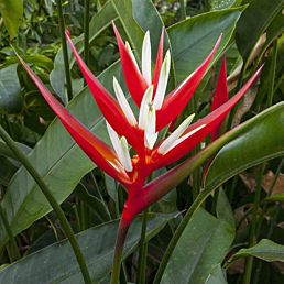 Red Christmas Heliconia (Heliconia angusta 'Red Christmas') 