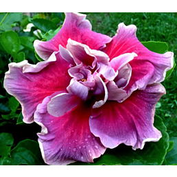 Hibiscus ‘Tahitian Trace Vermont’ (Hibiscus rosa-sinensis hybrid)