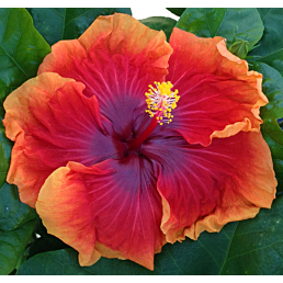 Hibiscus ‘Imperial Dragon’ (Hibiscus rosa-sinensis hybrid)