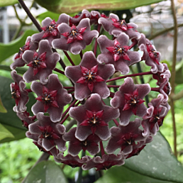 Hoya ‘Royal Hawaiian Purple’ (Hoya pubicalyx hybrid)
