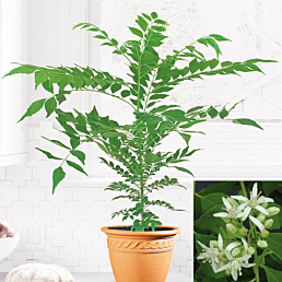 Curry Leaf Plant (Murraya koenigii)