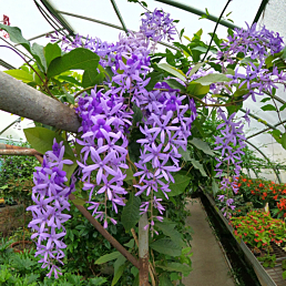 Purple Queen’s Wreath Vine (Petrea racemosa)