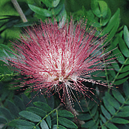 Powder Puff Plant (Calliandra surinamensis) 
