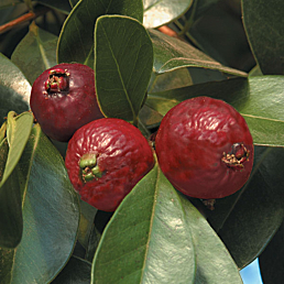 Strawberry Guava Tree (Psidium cattleyanum)
